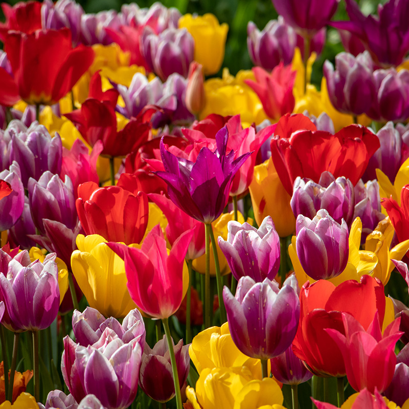 Bloembollenpakket Tulpen "Colourful Spring"