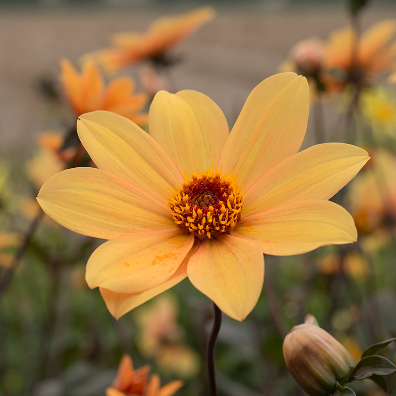 Dahlia Bishop of York