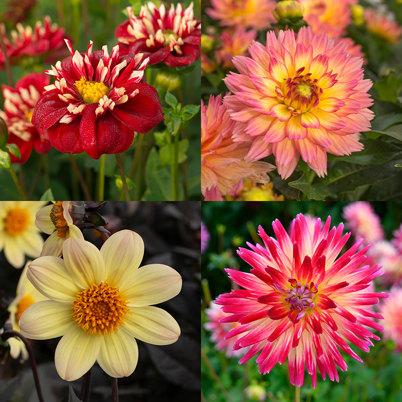 Dahlia Pakket "Balcony Party"