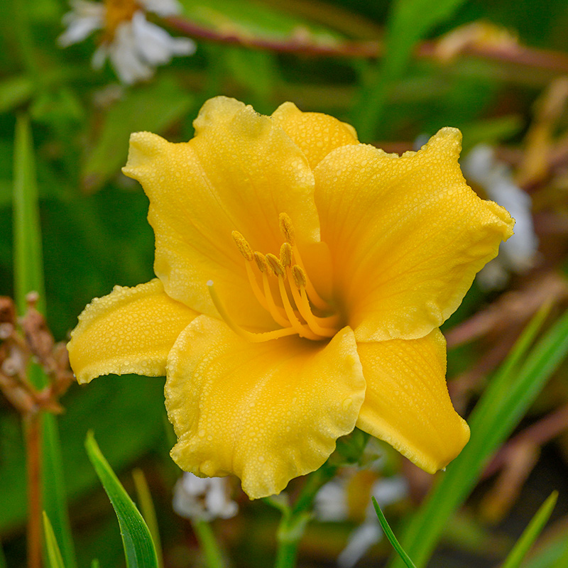 Hemerocallis 'Stella d'Oro'