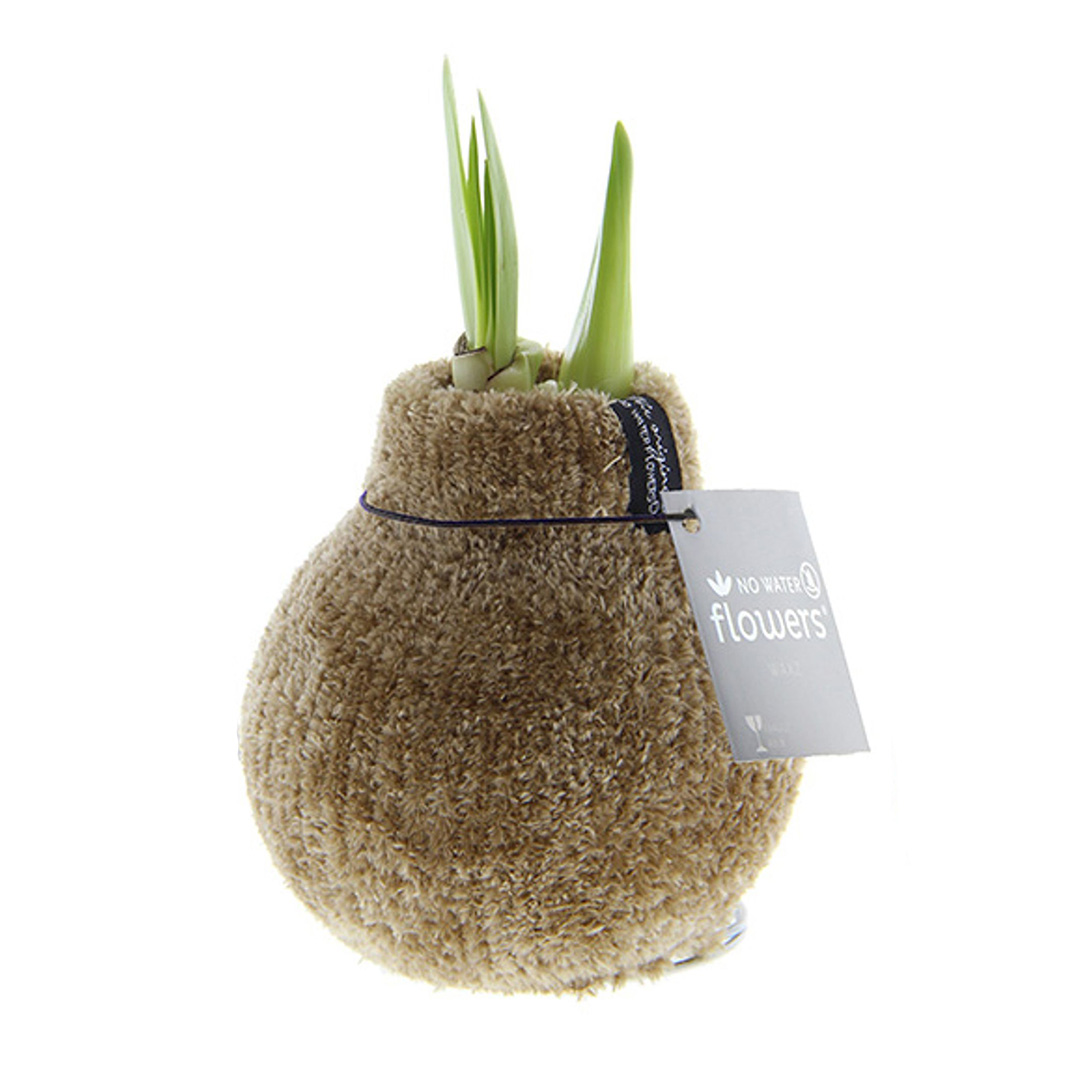 Wax Amaryllis Cozy Teddy Bruin