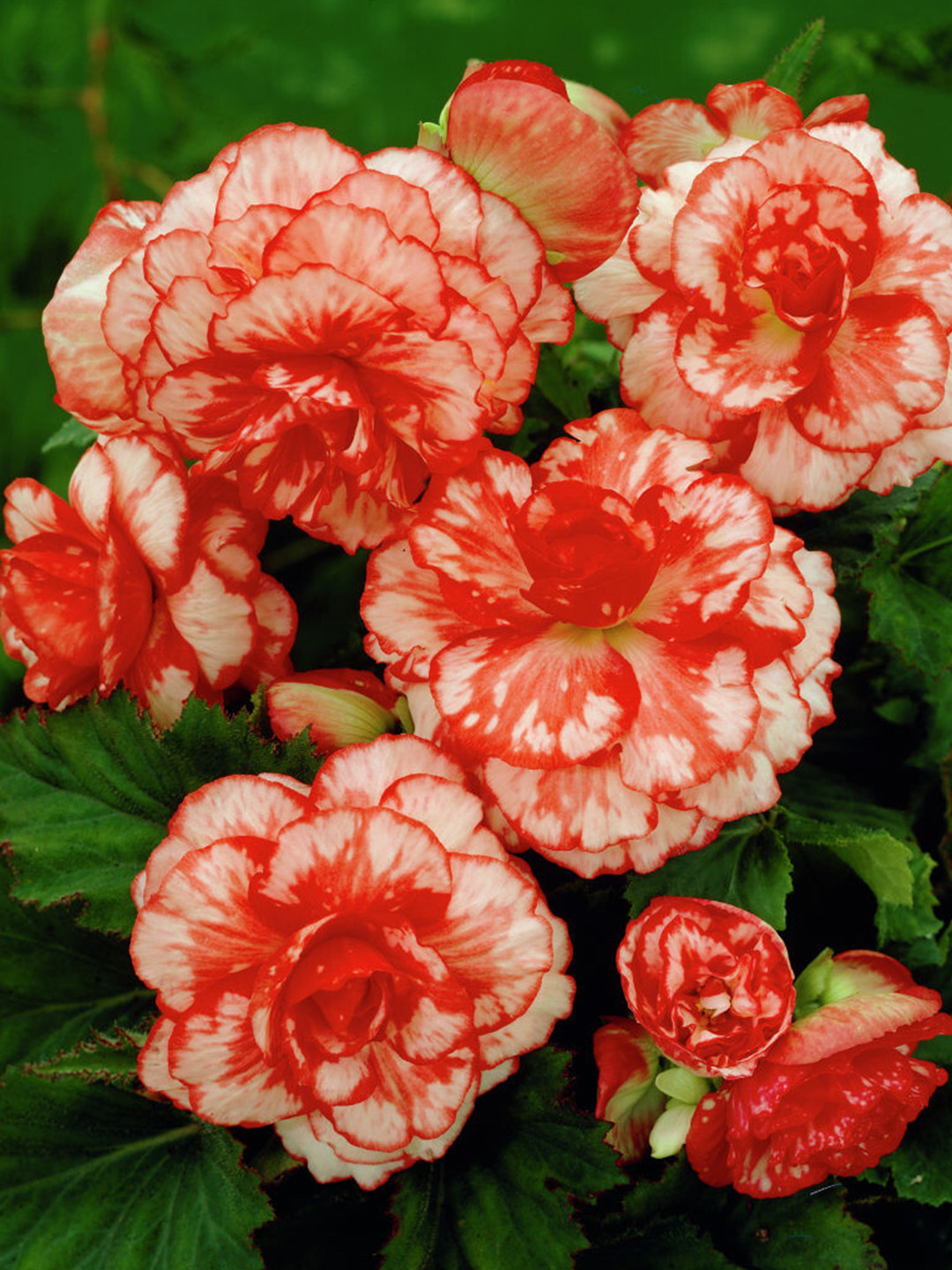 Begonia Marmorata 