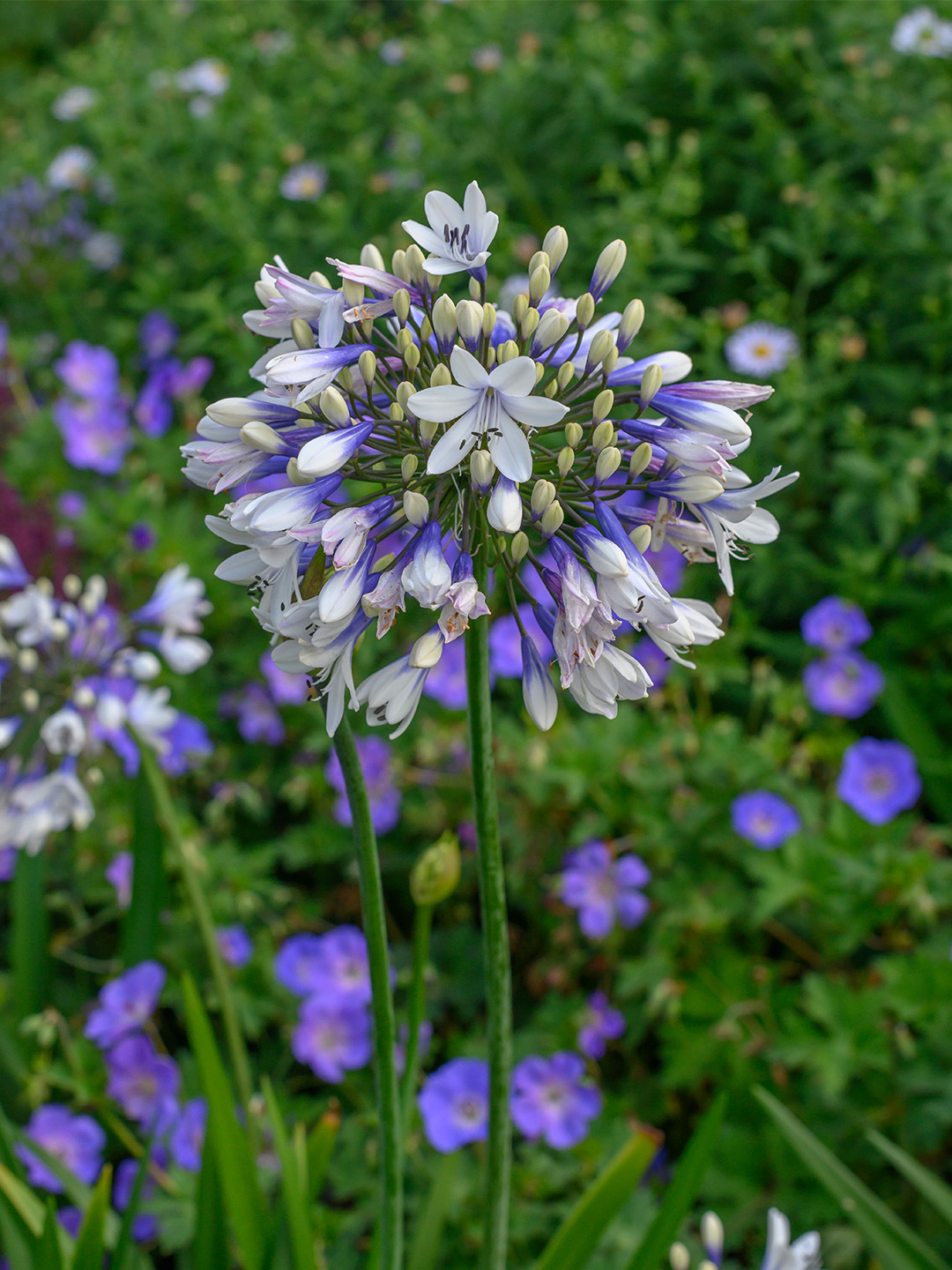 Agapanthus Twister