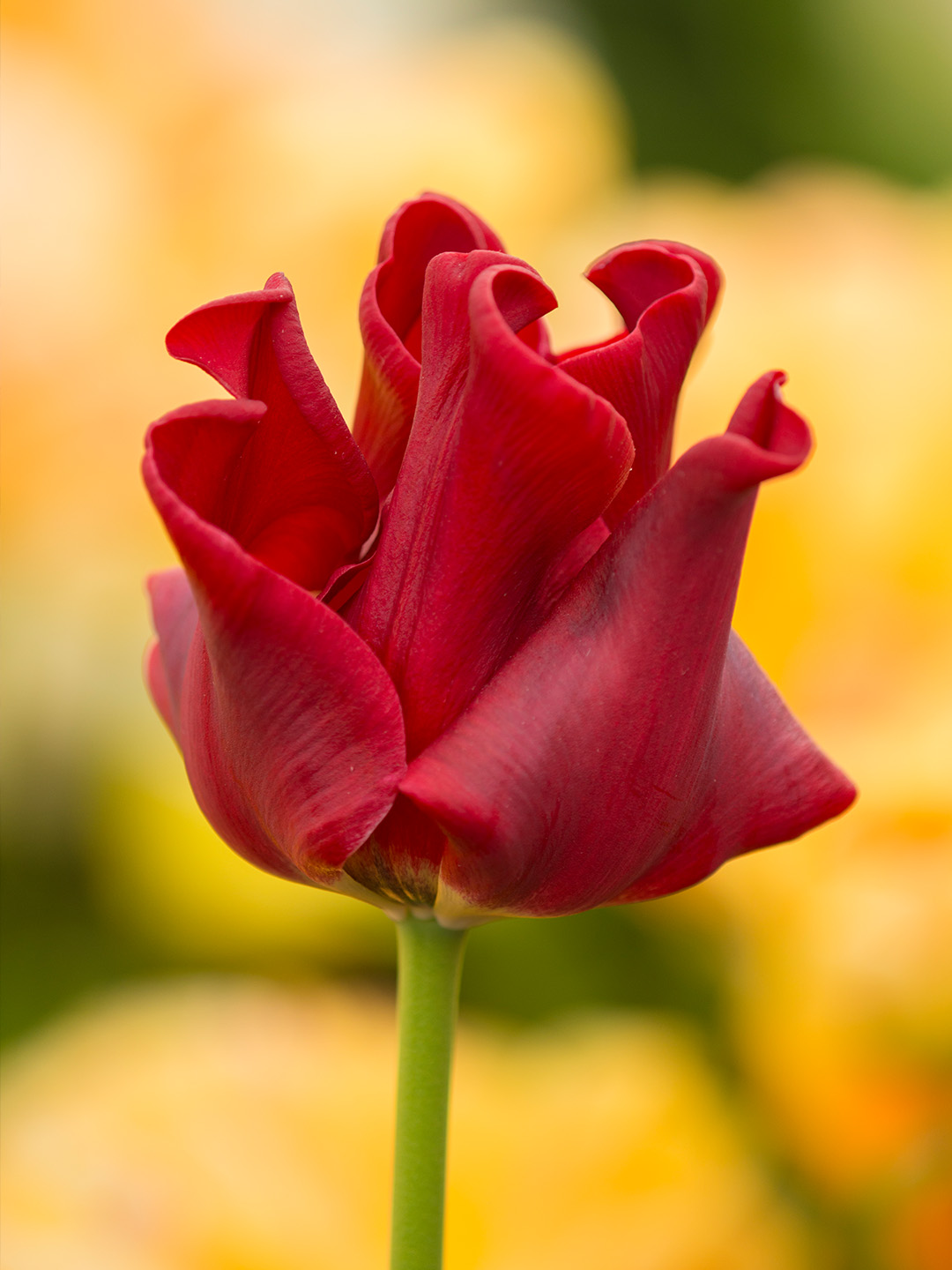 Tulp Red Dress