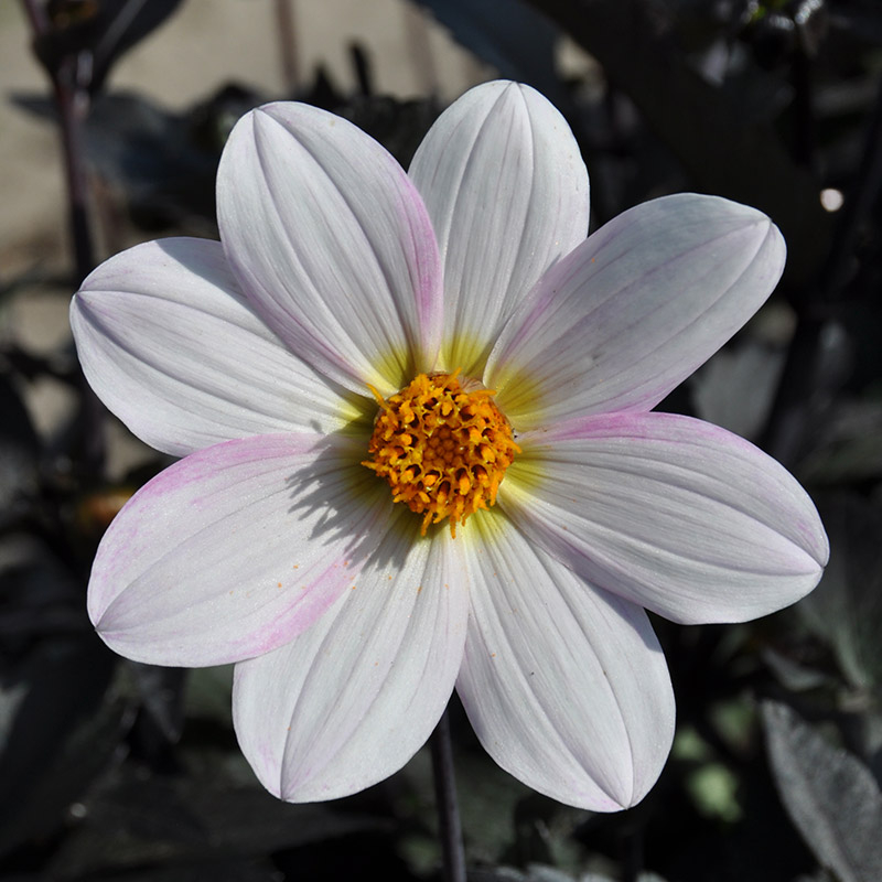 Dahlia Dahlegria White®