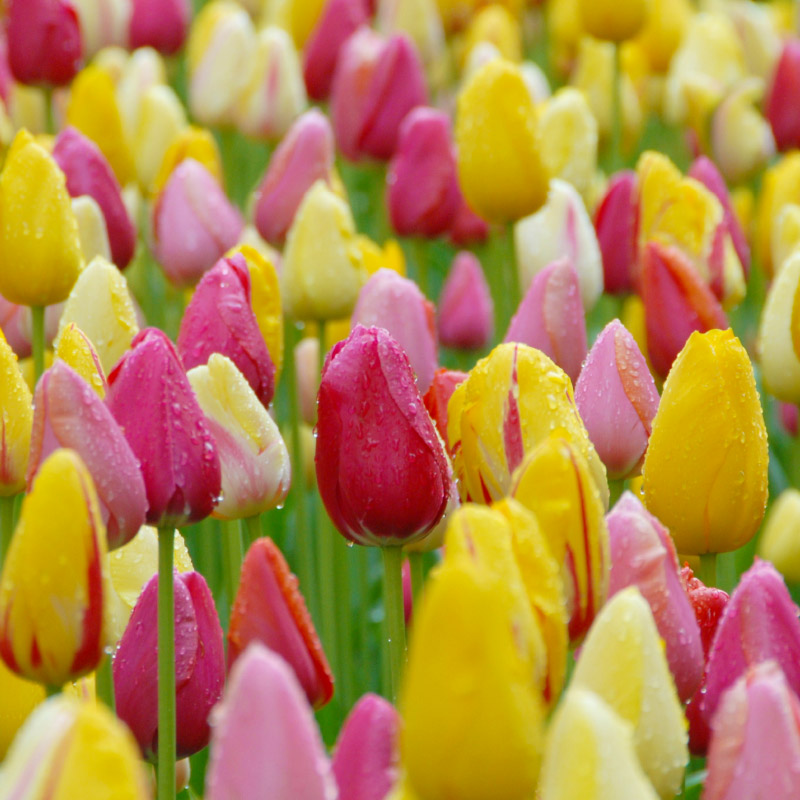 Bloembollenpakket laat bloeiende Tulpen