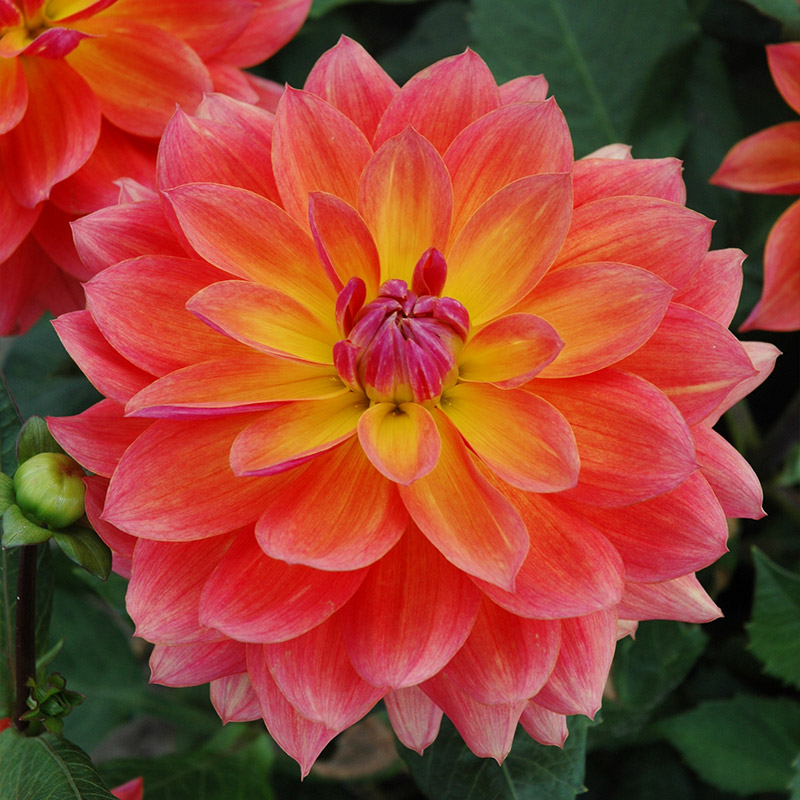 Dahlia Firepot