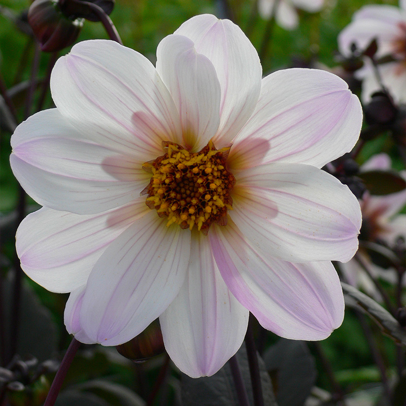 Dahlia Bishop of Dover