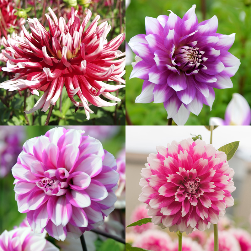 Dahlia pakket Exclusive