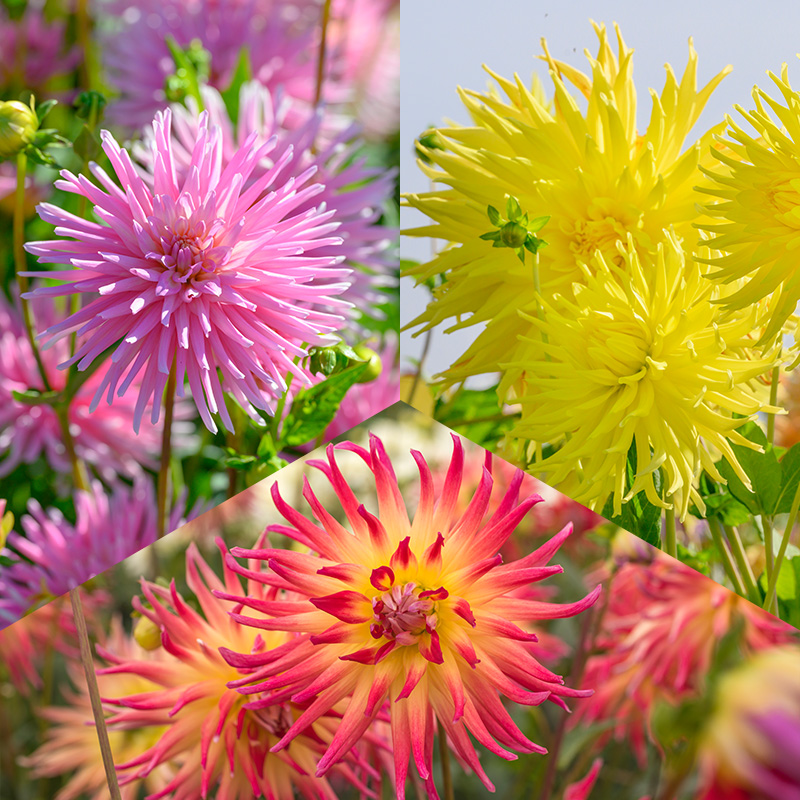 Cactus Dahlia Pakket "Fireworks"