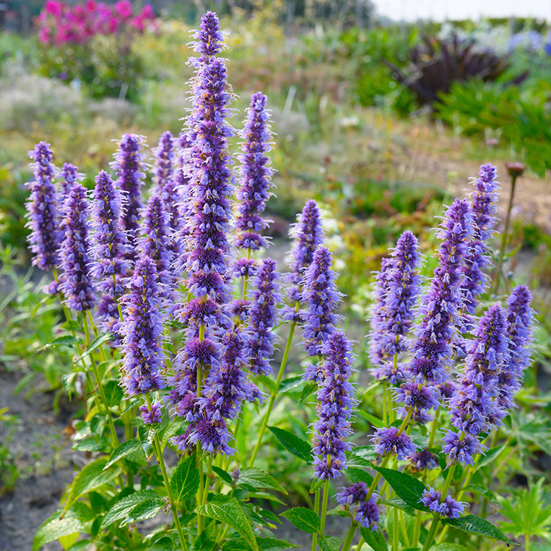 Agastache 'Blue Fortune'