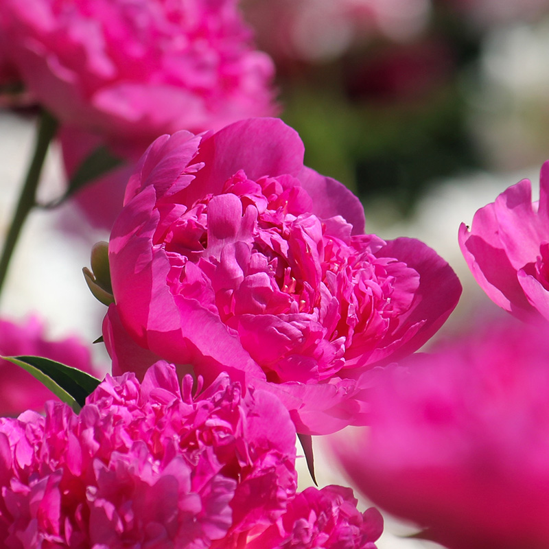 Pioenroos (Paeonia lactiflora) 'Pink Panther'