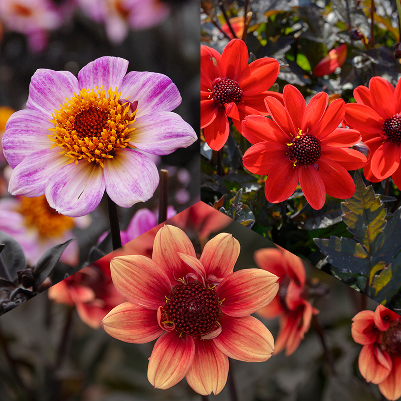 Dahlia pakket Donkerbladig