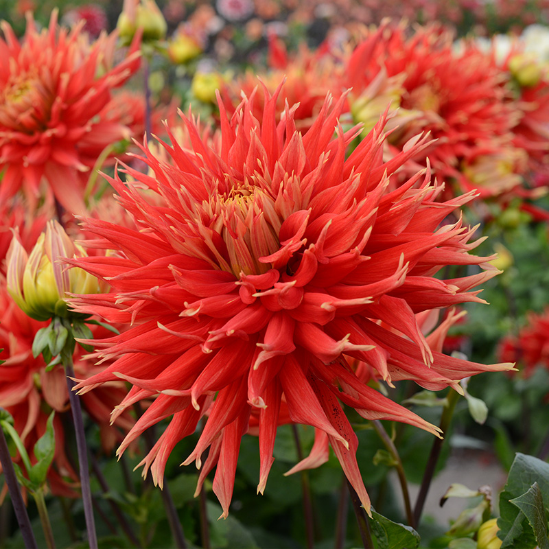 Dahlia Show 'n' Tell