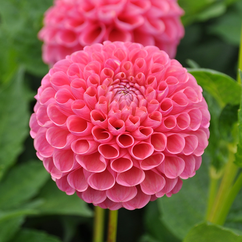 Dahlia Jowey Frambo