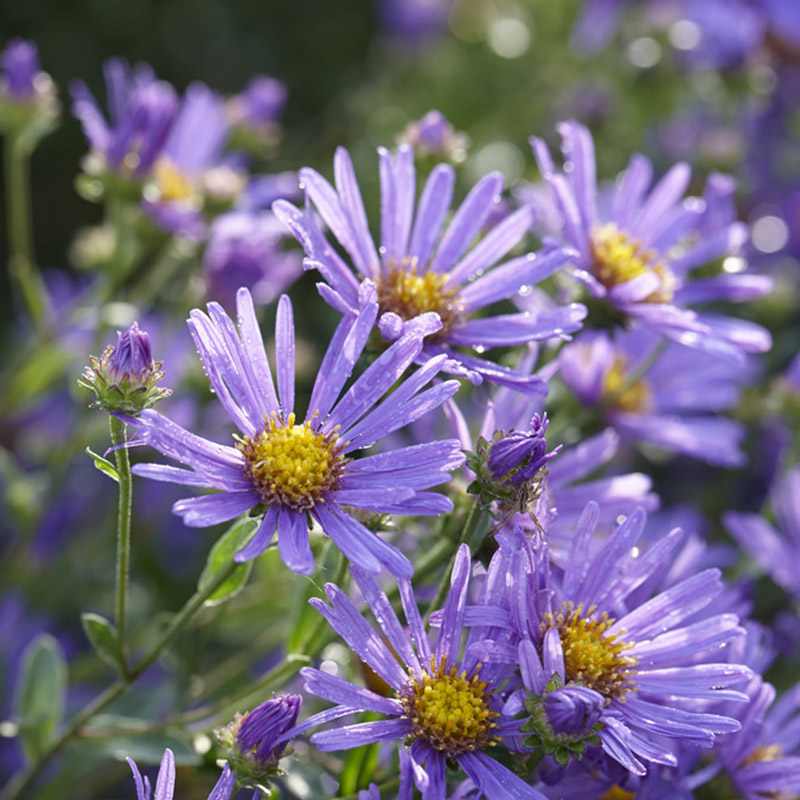 ballet ijs te veel Aster 'Wood's Purple' | Bijen- en vlinderplanten | Vaste planten | QFB  Gardening