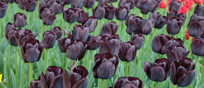 Offer vliegtuig Enzovoorts Zwarte tulpen kopen | QFBGardening.nl | QFB Gardening