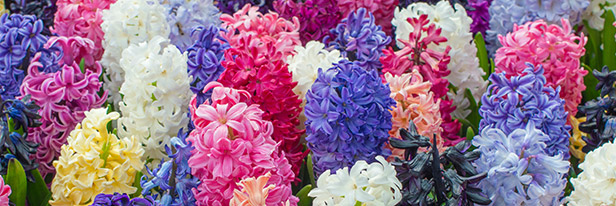 Latijns uitbreiden Gehoorzaam Hyacintenbollen kopen? Bestel Hyacinten Online | QFB Gardening