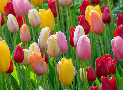 Regeren Doorzichtig Email schrijven Alles over Tulpen | QFB Gardening