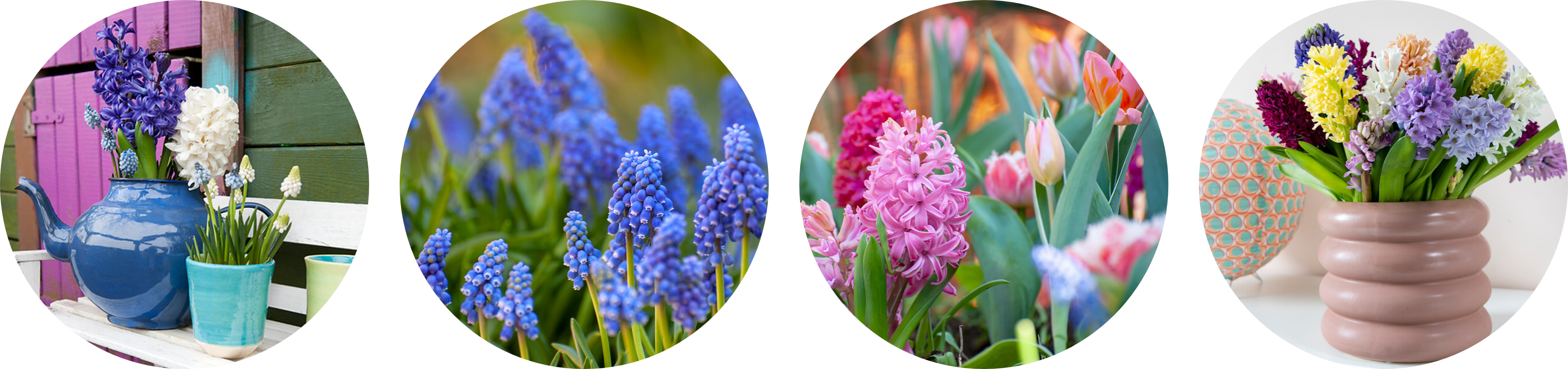 Mondwater lint chrysant Hyacintenbollen kopen? Bestel Hyacinten Online | QFB Gardening